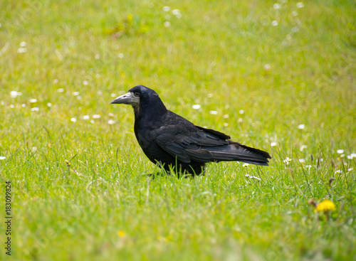 Rook on garden lawn