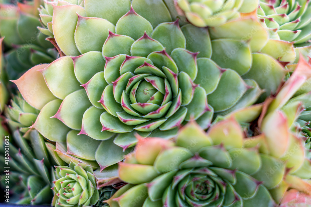 Houseleek plant (sempervivum tectorum) close up shot Houseleek plant (sempervivum tectorum) close up shot