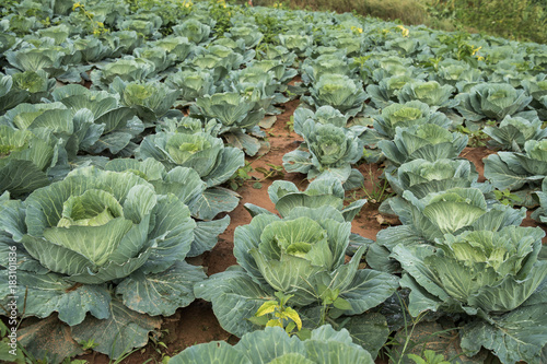 Landscape view of a freshly growing cabbage field,