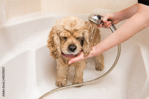 Fototapeta Naklejka Na Ścianę i Meble -  American cocker spaniel taking a shower in bathroom.