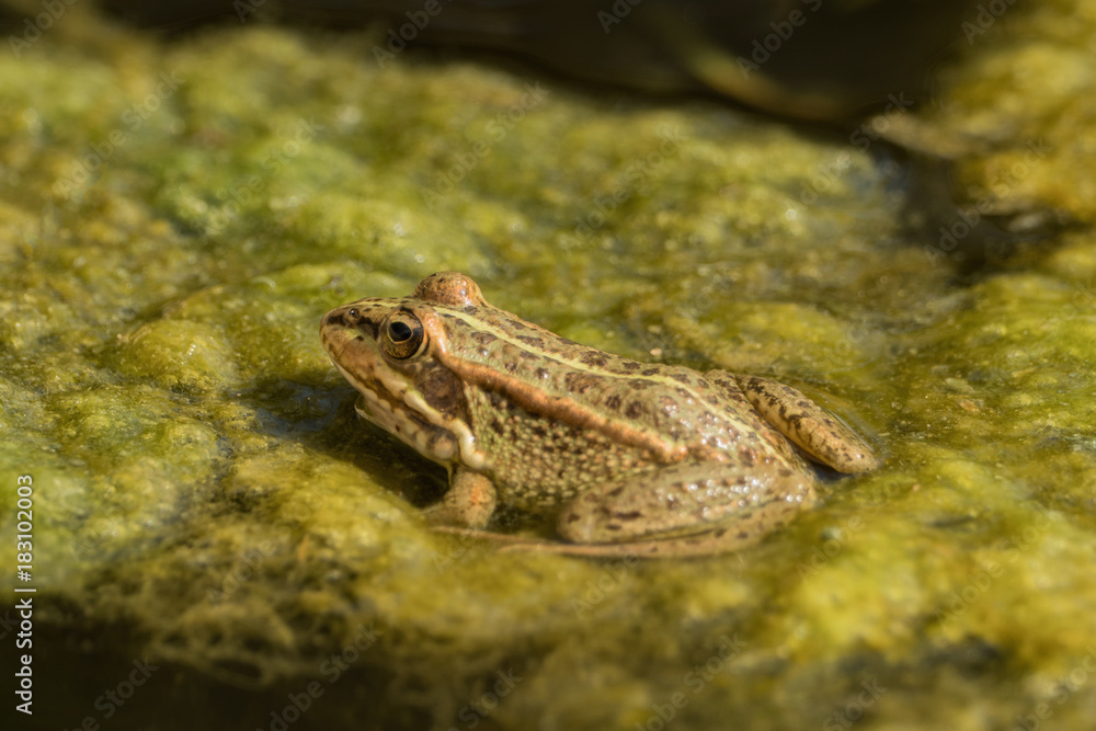 A green frog sitting in the pond full of water lilies A green frog sitting in the pond full of water lilies