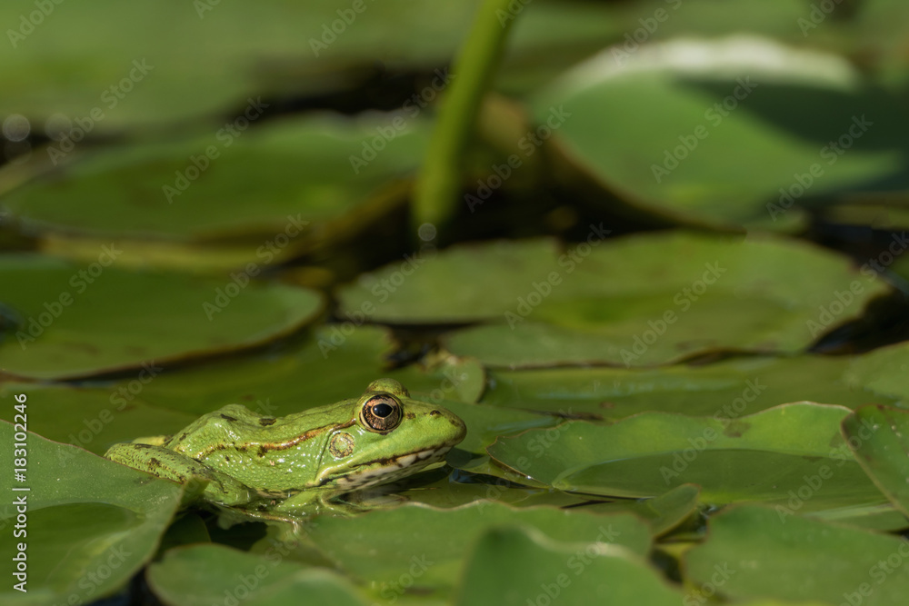 A green frog sitting in the pond full of water lilies A green frog sitting in the pond full of water lilies