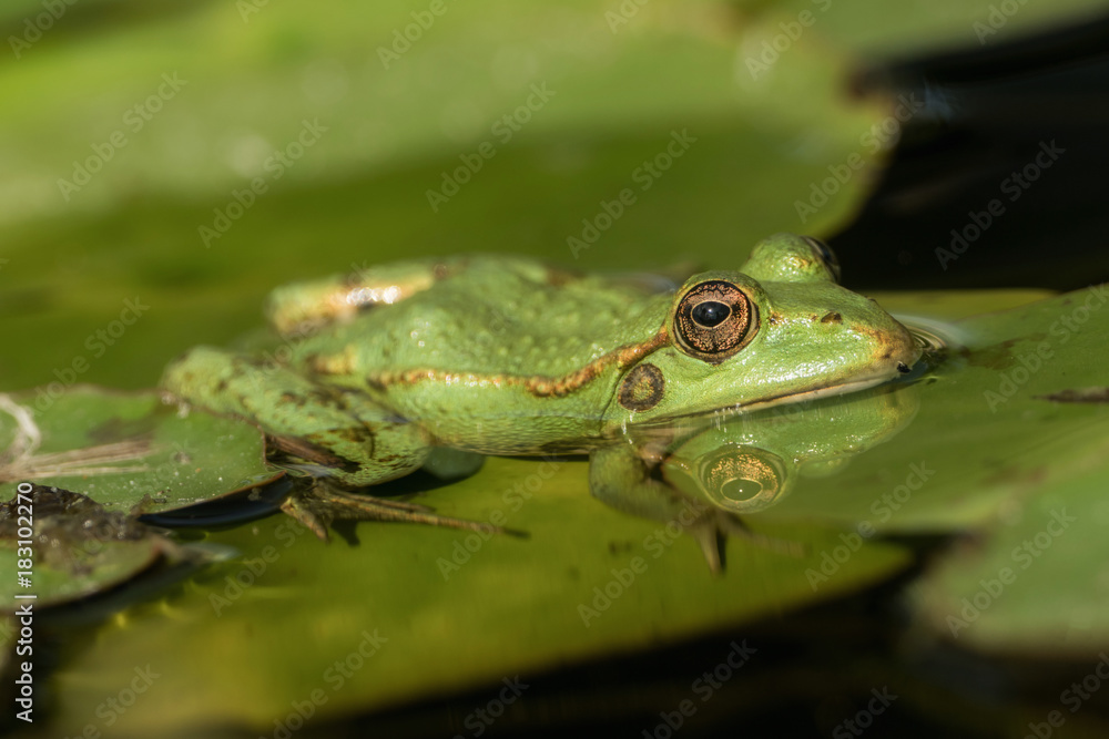 A green frog sitting in the pond full of water lilies A green frog sitting in the pond full of water lilies