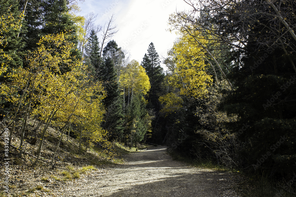 Fototapeta premium Forest Road