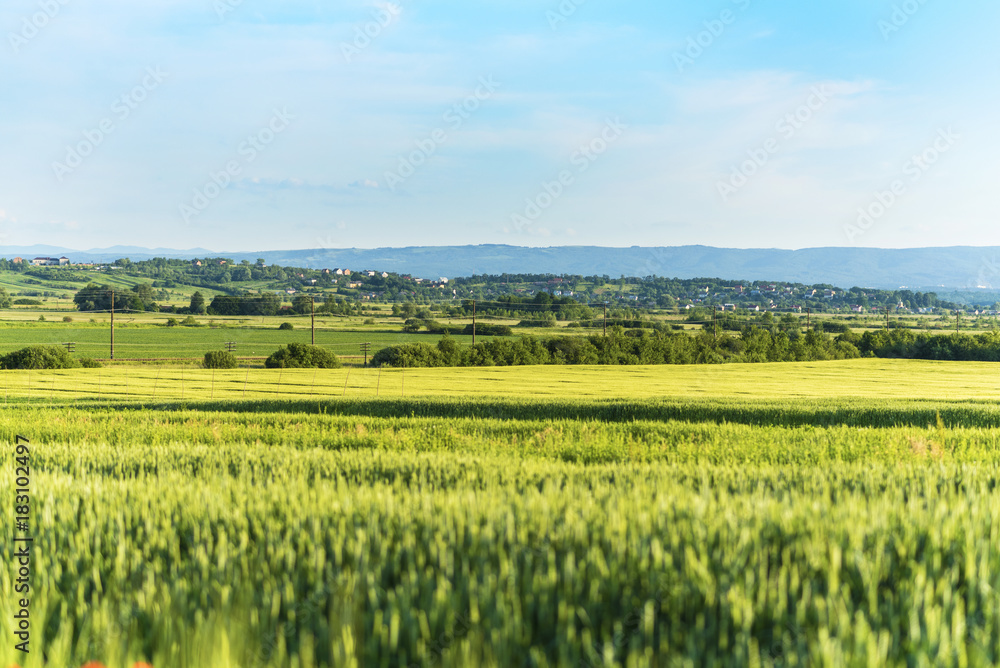 Landscape is a wheat field, countryside in Ukraine