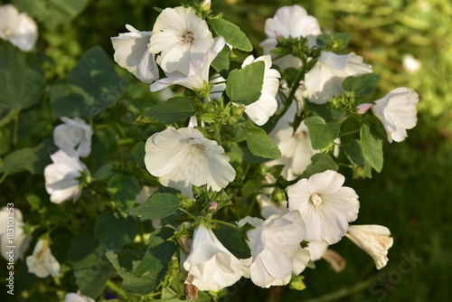 Fototapeta Naklejka Na Ścianę i Meble -  Dahlias blancs en automne dans une des parcelles du jardins aux plantes au Vrijbroekpark à Malines 