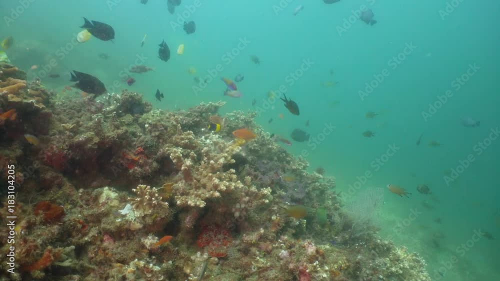 Fish and coral reef. Dive, underwater world, corals and tropical fish. Bali,Indonesia. Diving and snorkeling in the tropical sea. Travel concept. 4K video. Fish and coral reef. Dive, underwater world, corals and tropical fish. Bali,Indonesia. Diving and snorkeling in the tropical sea. Travel concept. 4K video.