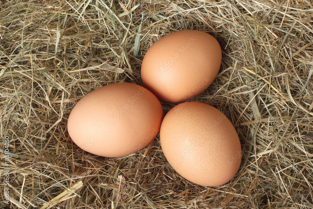 Chicken eggs on the nest in hay Chicken eggs on the nest in hay