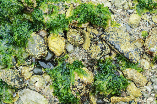 Moss, Rocks, & Water