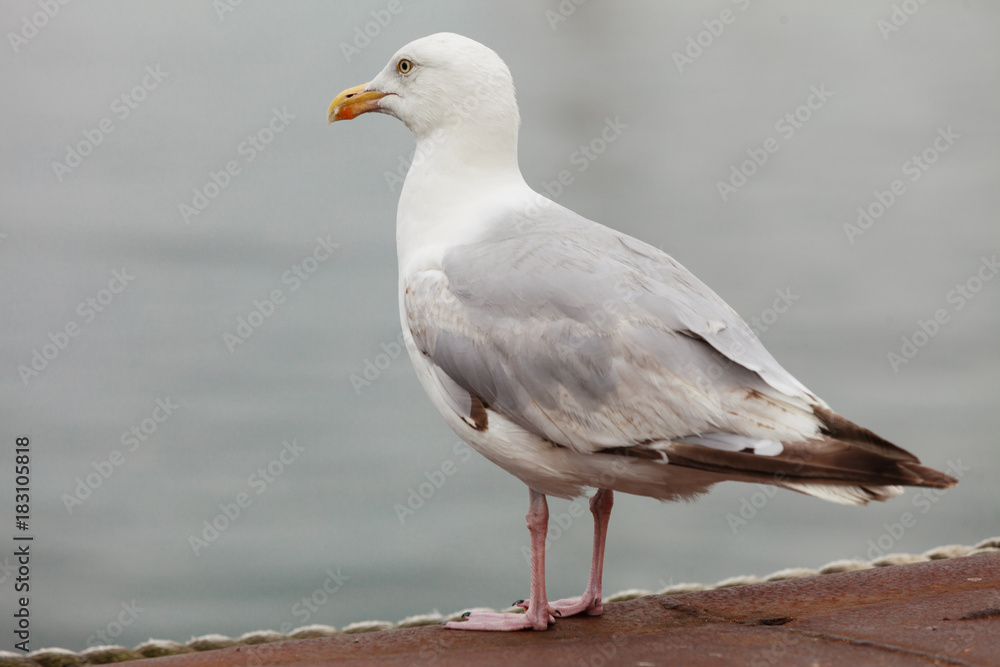 Closeup of seagull bird standing next to water Closeup of seagull bird standing next to water