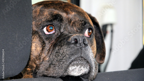 Brindle boxer