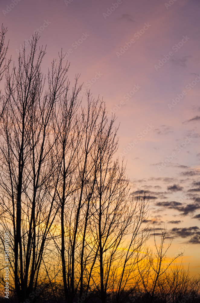 Barren trees on the autumn evening with yellow and orange sunset on a clear sky with picturesque scattered clouds