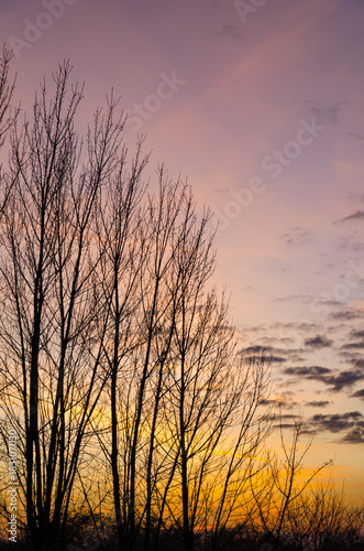 Barren trees on the autumn evening with yellow and orange sunset on a clear sky with picturesque scattered clouds