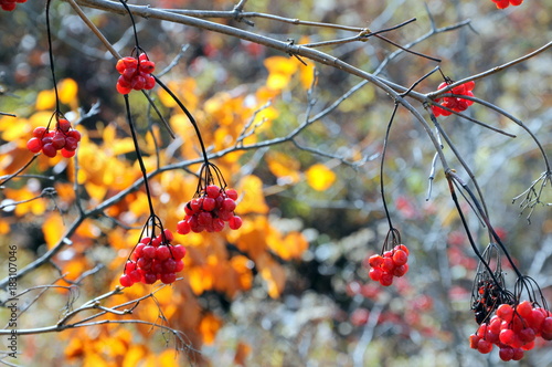 Red berries on a tree