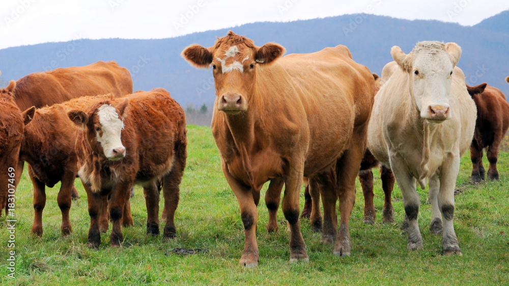 Cows posing Cows posing