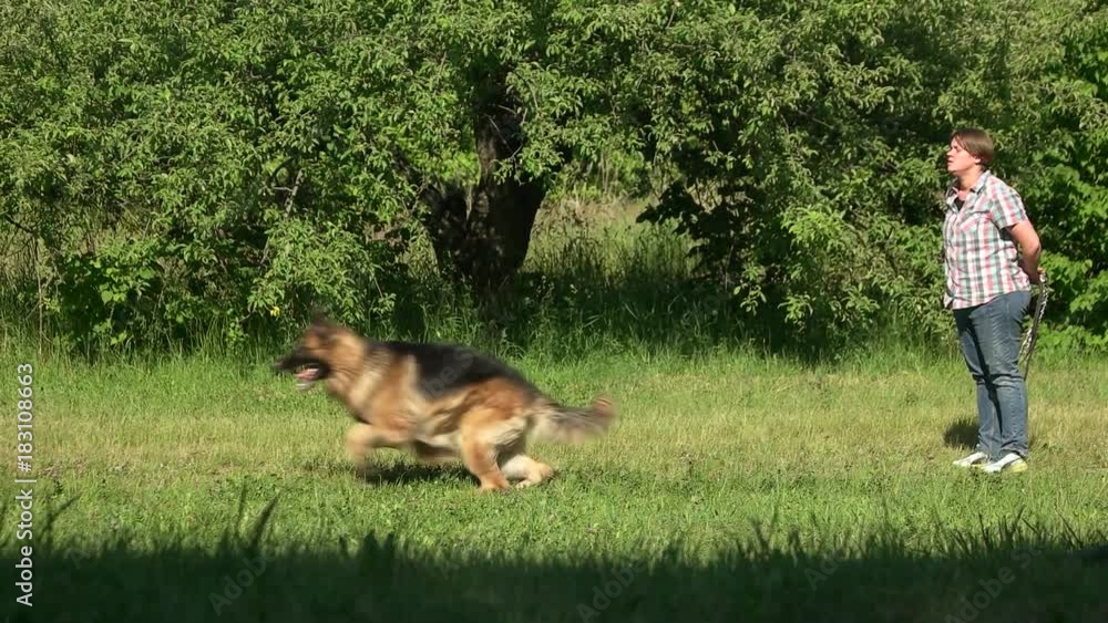 Dog is running on command. Hairy shepherd dog is running on command of its owner. Dog is running on command. Hairy shepherd dog is running on command of its owner.