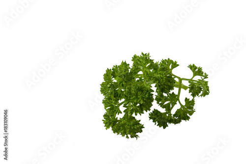 Background of green curly parsley.