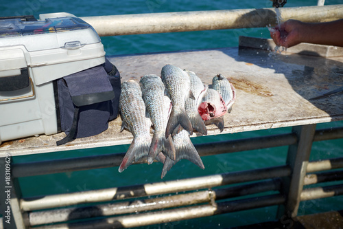 Pile of freshly caught fish on a boat