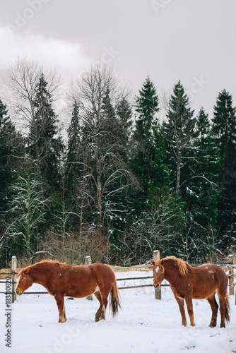 horses in the enclosure at the horse farm