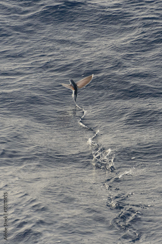Photography Flying fish above sea surface