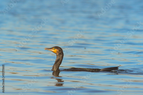 ritratto di Cormorano,Phalacrocorax carbo,in pesca photo