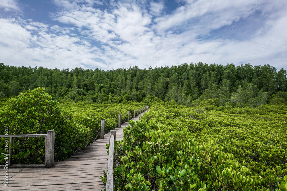 Fototapeta premium Wood Bridge Mangrove forest walkway