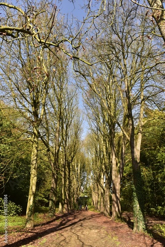 All  e en terre entre les arbres majestueux d  nud  s au Vrijbroekpark    Malines