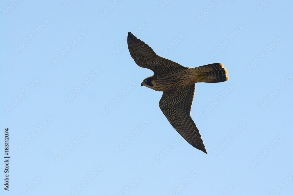 falcone pellegrino in volo,Falco peregrinus,silhouette,sfondo chiaro Stock  Photo | Adobe Stock