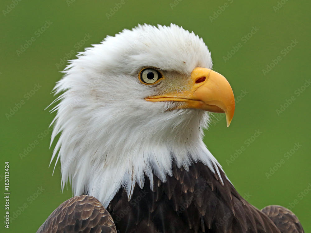 Fototapeta premium Bald Eagle