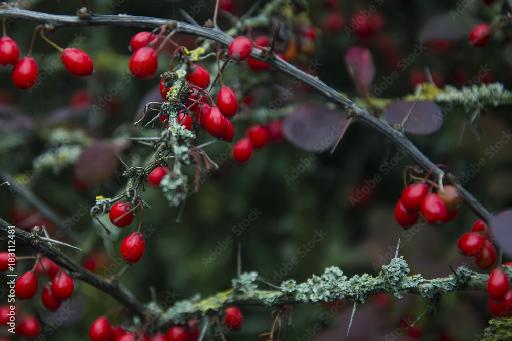 Barberry (Berberis vulgaris) branch fresh ripe berries natural green background Berberis thunbergii (Latin Berberis Coronita) Barberry berries fruits bush colorful floral autumn season shallow focus Barberry (Berberis vulgaris) branch fresh ripe berries natural green background Berberis thunbergii (Latin Berberis Coronita) Barberry berries fruits bush colorful floral autumn season shallow focus