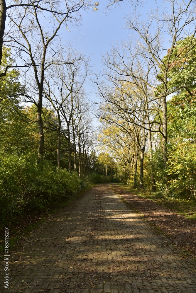 Allée en pavés traversant un bois en automne au Vrijbroekpark à Malines