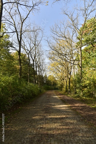 All  e en pav  s traversant un bois en automne au Vrijbroekpark    Malines