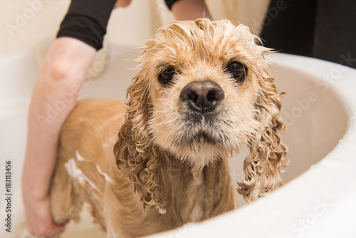 Fototapeta Naklejka Na Ścianę i Meble -  Wet dog. American cocker spaniel in the bathroom. Dog looks at the camera. Grumer washes the dog with foam and water.