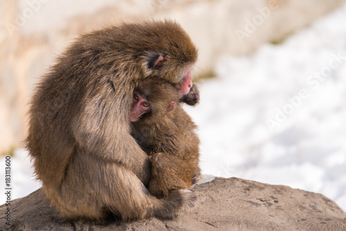 Tender Love Snow Monkeys