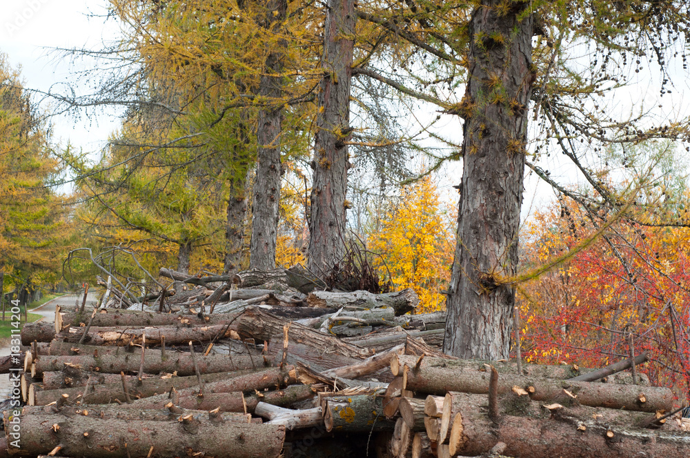 Pile of wood near to the trees in a park. Early autumn landscape