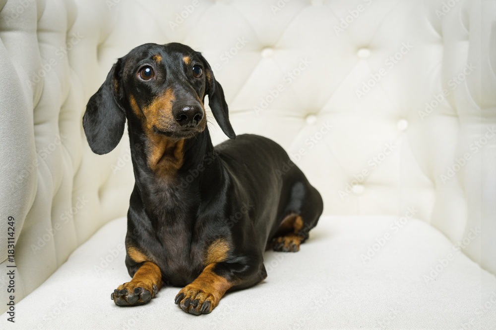 dog  Dachshund breed, black and tan, lies in a white armchair and looking away