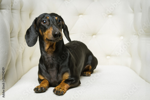 dog Dachshund breed, black and tan, lies in a white armchair and looking away
