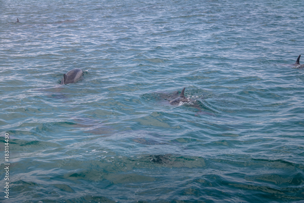 Dolphins swimming in the inner sea - Fernando de Noronha, Pernambuco, Brazil