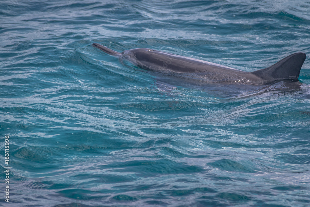 Obraz premium Dolphins swimming in the inner sea - Fernando de Noronha, Pernambuco, Brazil