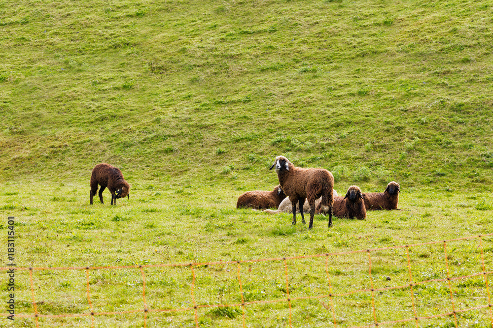 Fototapeta premium Small flock of sheep grazing in a pasture