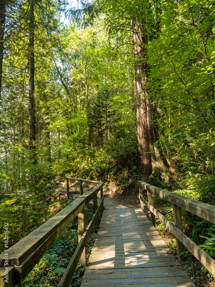 Fototapeta premium wooden bridge in the forest