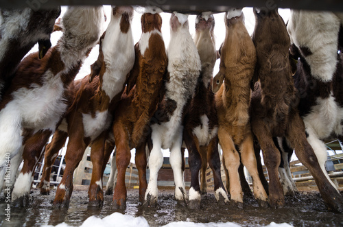 Calf feeding