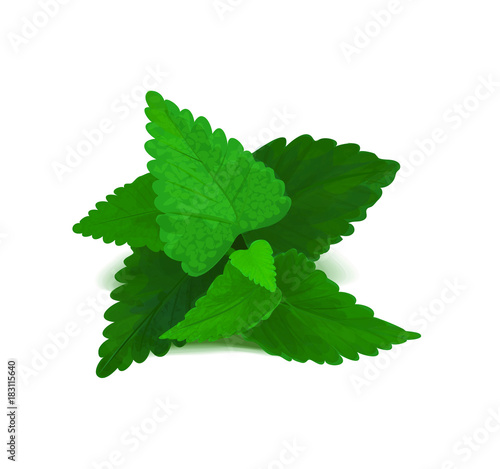 Mint