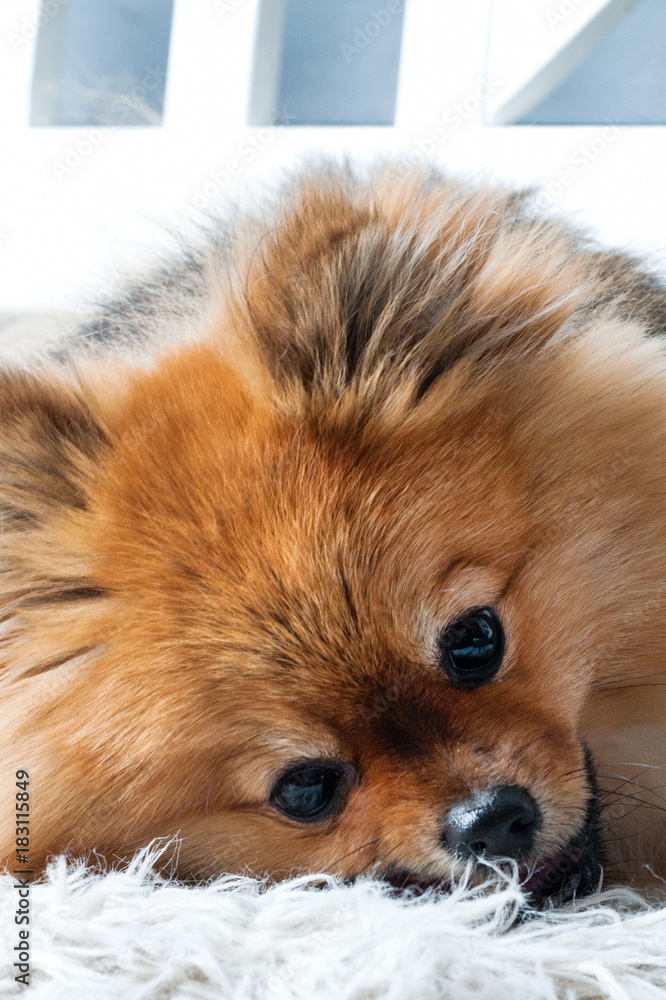 The vertical of pomeranian spitz is laying on the white plaid and eating delicacy. Concept happy holiday and food