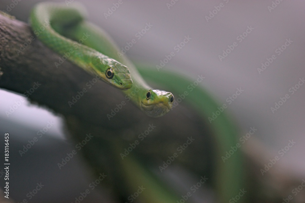 Fototapeta premium Paar der Rauen Grasnatter (Opheodrys aestivus) auf Zweig 