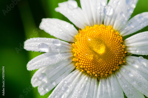 Fototapeta Naklejka Na Ścianę i Meble -  Chamomile or camomile flower with drops of water on the white petals after rain on the green background . Close-up. Macro.