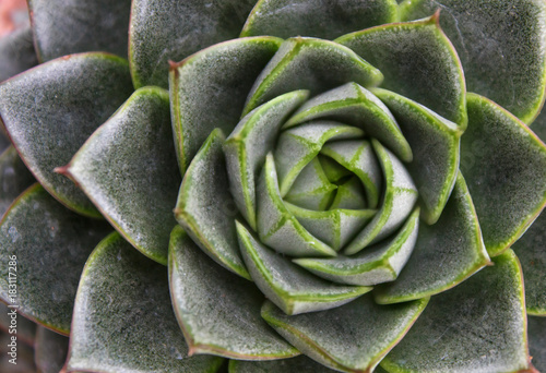 beautiful succulent plant in greenhouse. Top view.