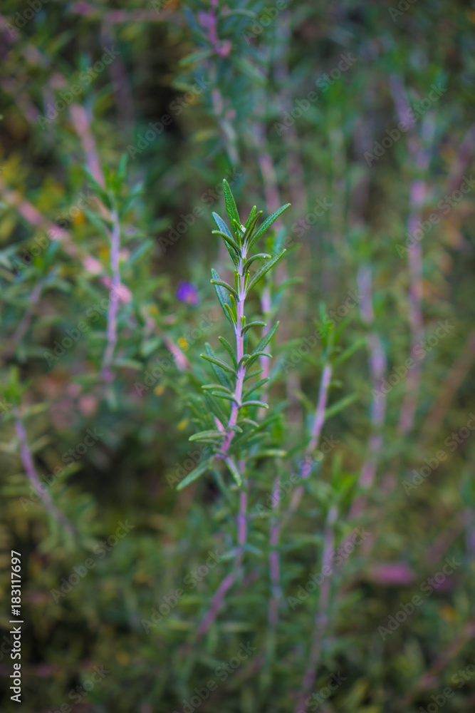 Rosemary herb in a garden