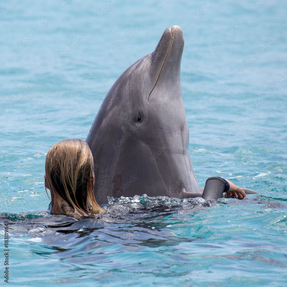 Obraz premium Delfin genießt das Training