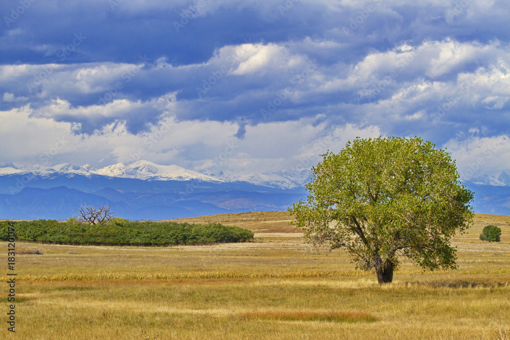 Fototapeta premium Horizontal of green tree in golden field with leafless tree behind in distance